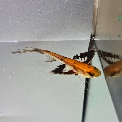 Пантодон - Рыба Бабочка
