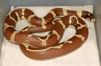 Королевская змея обыкновенная калифорнийская Brown-Yellow