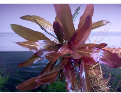 Эхинодорус Горемана Красный (меристемное растение), ф60х40 мм