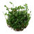 TROPICA Марсилия крената (меристемное растение)