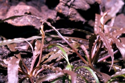 Криптокорина Альбида Красная (меристемное растение), ф60х40 мм